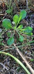 Silene longicilia
