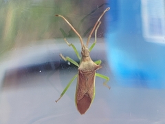 Gonocerus insidiator