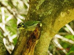 Psilopogon haemacephalus