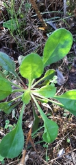 Silene longicilia