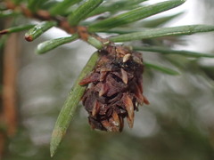Adelges abietis