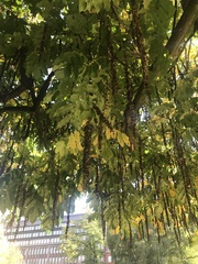 Pterocarya fraxinifolia