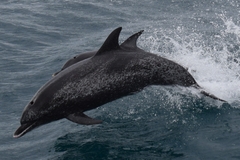 Stenella frontalis