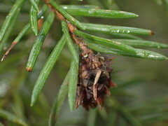 Adelges abietis