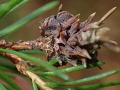 Adelges abietis