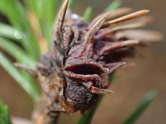 Adelges abietis