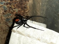 Latrodectus hasselti