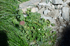 Geum montanum