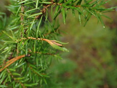 Oligotrophus juniperinus