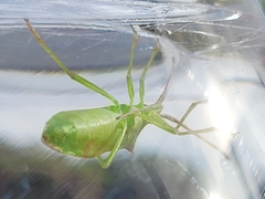Gonocerus insidiator