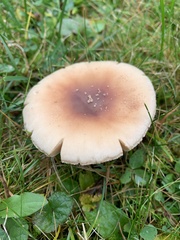 Amanita rubescens