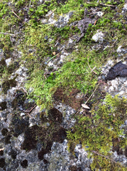 Racomitrium ericoides