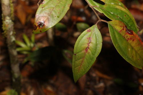 Image of Rhodamnia sessiliflora by (c) Greg Tasney, some rights reserved (CC BY-SA)