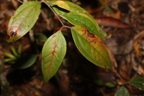 Image of Rhodamnia sessiliflora by (c) Greg Tasney, some rights reserved (CC BY-SA)