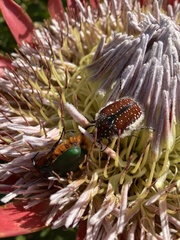 Trichostetha fascicularis