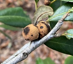 Disholcaspis quercusvirens