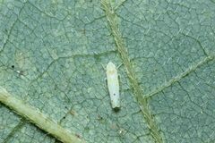 Tautoneura japonica