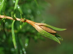 Oligotrophus juniperinus