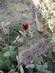 Trifolium incarnatum