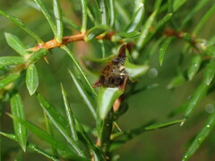 Oligotrophus juniperinus