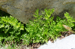 Cryptogramma crispa