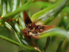 Oligotrophus juniperinus