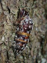 Lymantria monacha