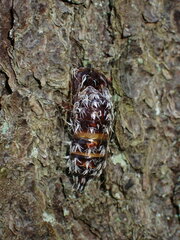 Lymantria monacha