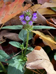 Prunella vulgaris vulgaris