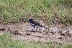 Motacilla maderaspatensis