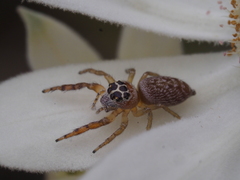 Opisthoncus polyphemus