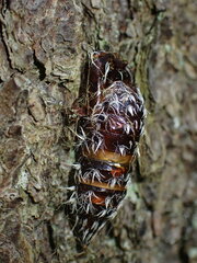Lymantria monacha