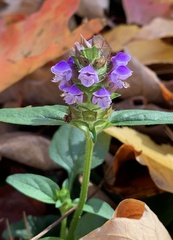 Prunella vulgaris vulgaris