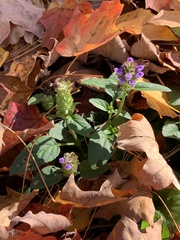Prunella vulgaris vulgaris