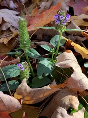 Prunella vulgaris vulgaris