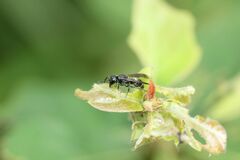 Stenodynerus chinensis