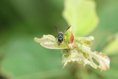 Stenodynerus chinensis