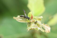 Stenodynerus chinensis