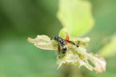 Stenodynerus chinensis