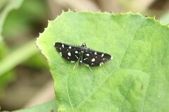 Bocchoris inspersalis
