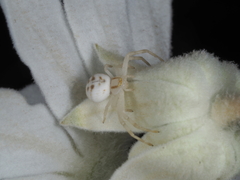 Zygometis xanthogaster