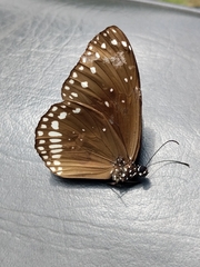 Euploea sylvester