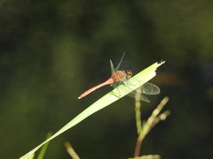 Sympetrum eroticum