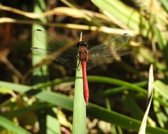 Sympetrum eroticum