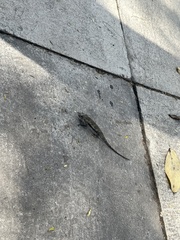 Chamaeleonidae