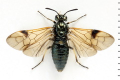Arge ustulata