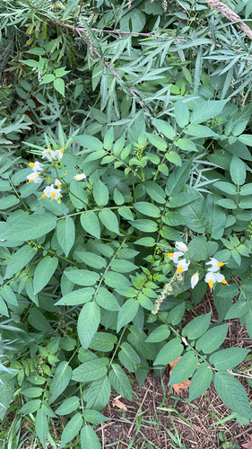 Solanum chacoense
