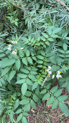 Solanum chacoense