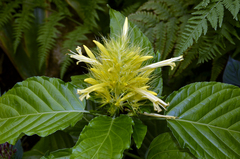 Schaueria calytricha