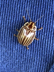 Paropsisterna intacta